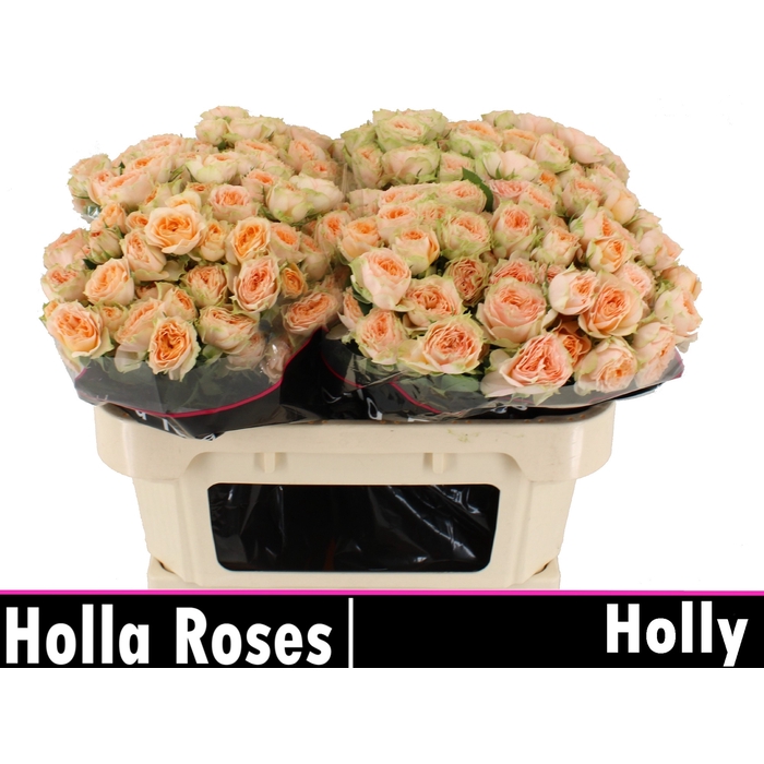 <h4>Holly</h4>