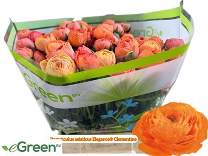 <h4>Ran Clementine</h4>