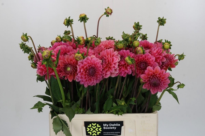 <h4>Dahlia DE 'Pink Runner'</h4>