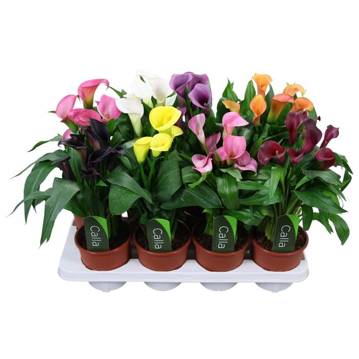 <h4>Zantedeschia gemengd Calla mix met etiket</h4>