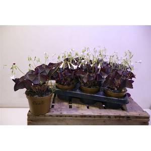 arr8 Oxalis Triangularis