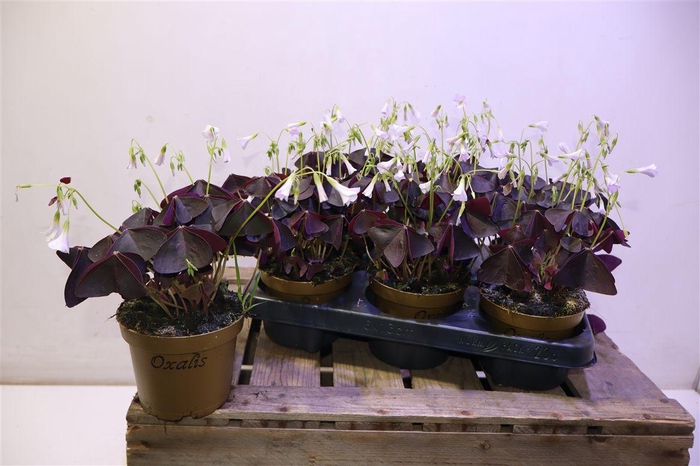 <h4>arr8 Oxalis Triangularis</h4>