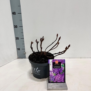 Hydrangea macr. 'Little Purple' ® (Little XS)