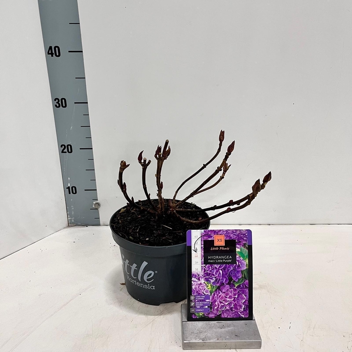 <h4>Hydrangea macr. 'Little Purple' ® (Little XS)</h4>