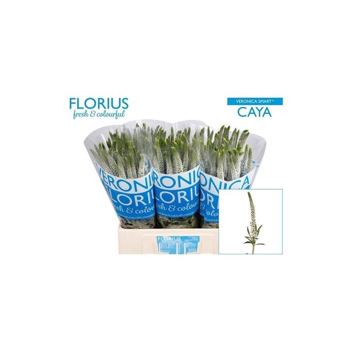 <h4>Veron Smart Caya</h4>