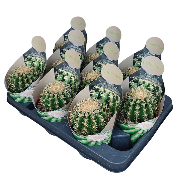 <h4>ECHINOCACTUS GRUSONII BREVISPINUS - POT Ø 10,5 - COLLECTION WITH POTCOVER (CACTUS)</h4>