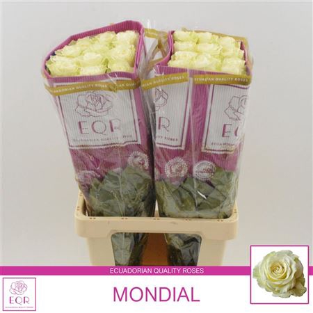 <h4>Rosa grootbloemig Mondial</h4>