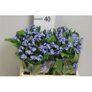 Myos Blauw Atlantis