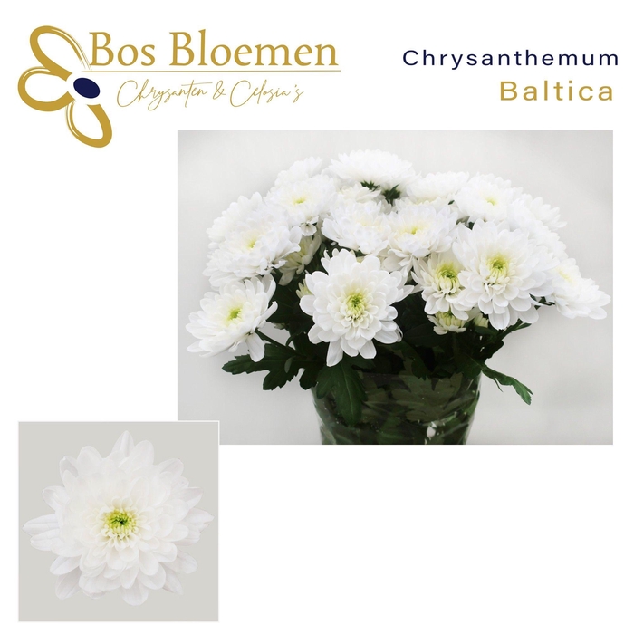 <h4>Chr T Baltica</h4>