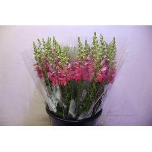 Antir Poto Rose X5
