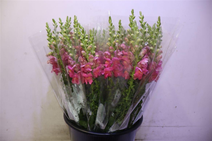 <h4>Antir Poto Rose X5</h4>