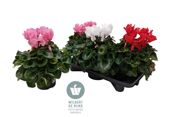 <h4>CYCL GR SUP MAMMOTH</h4>