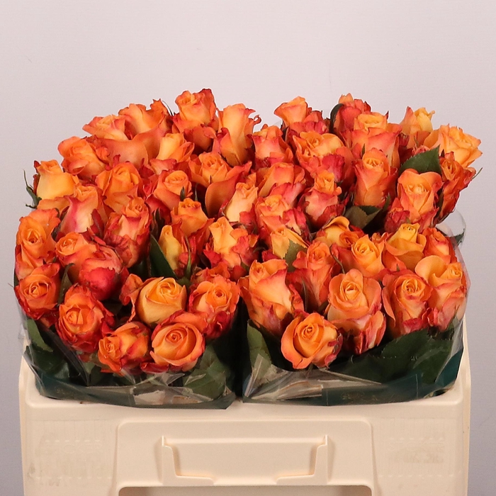 <h4>R GR MONALISA+</h4>