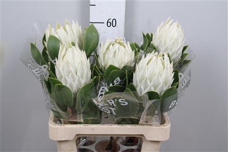 <h4>Protea Cynar Arctic Ice</h4>