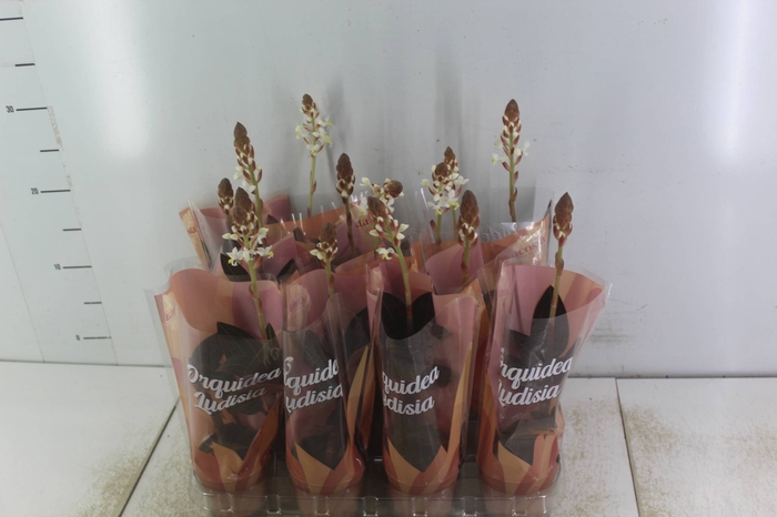 <h4>LUDISIA P08</h4>