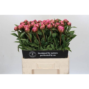 Paeonia dr alexander fleming