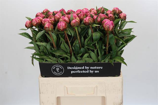 <h4>Paeonia dr alexander fleming</h4>