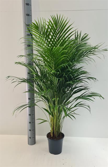 <h4>DYPSIS LUTESCENS</h4>