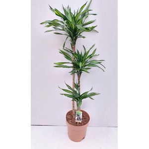 Dracaena frag. 'Riki'