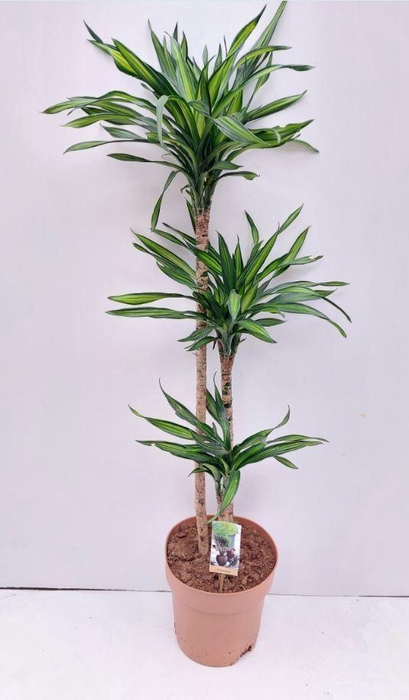 <h4>Dracaena frag. 'Riki'</h4>