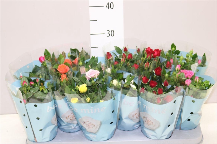 <h4>Rosa Beau Monde Gemengd</h4>