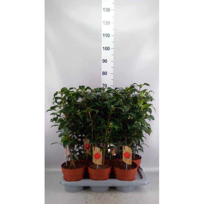<h4>Camellia reticulata 'Mary Williams'</h4>