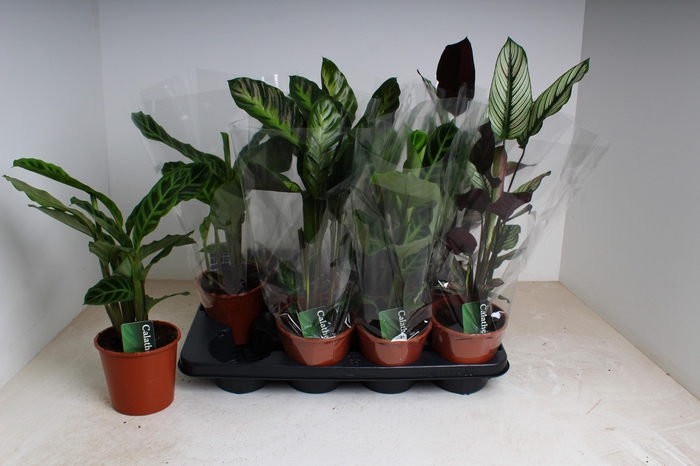 <h4>CALAT GEM 3 SRT</h4>