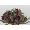 Protea Barbigera Ruby Princess Air