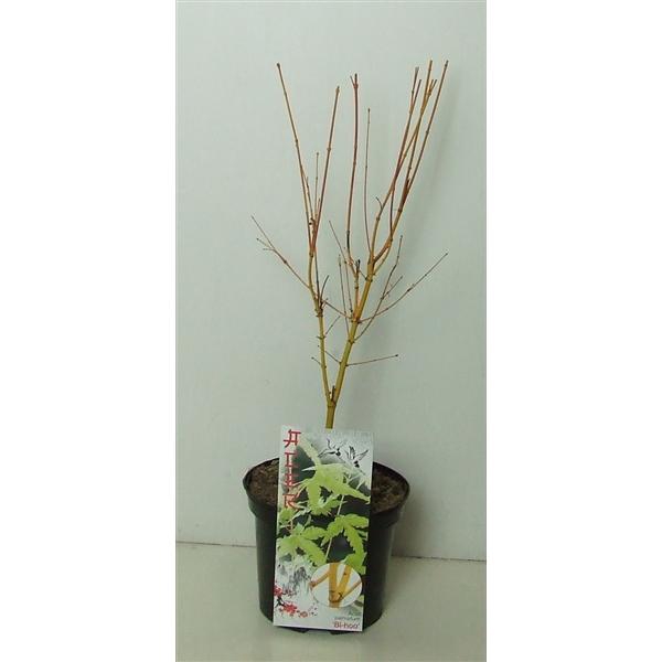 <h4>Acer palmatum 'Bi Hoo' P19</h4>