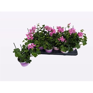 Pelargonium Peltatum Grp 'Balkon Lila'
