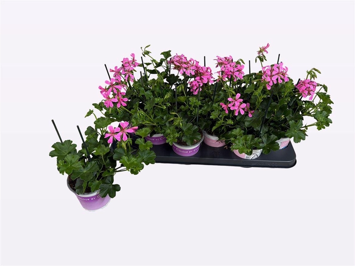 <h4>Pelargonium Peltatum Grp 'Balkon Lila'</h4>