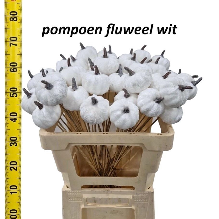 <h4>Huis En Tuindeco H%</h4>