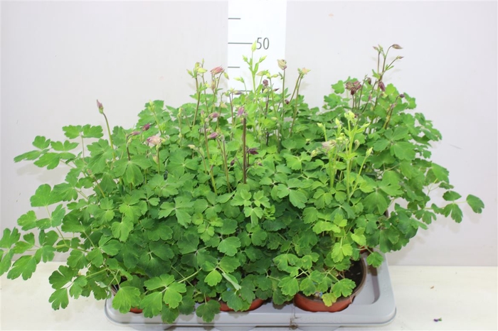 <h4>Aquilegia Biedermeier</h4>