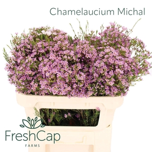 Chamelaucium Michal