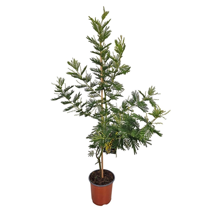 <h4>MIMOSA PUDICA</h4>