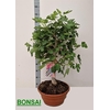 FICUS CARICA