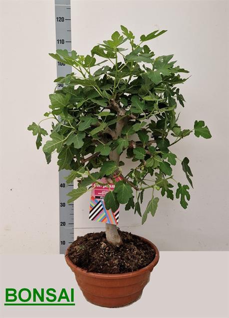 FICUS CARICA