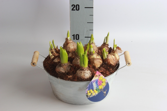 <h4>ARR BOL KNOLGEWAS</h4>