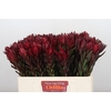 Leucadendron Saf Sunset Dark R.