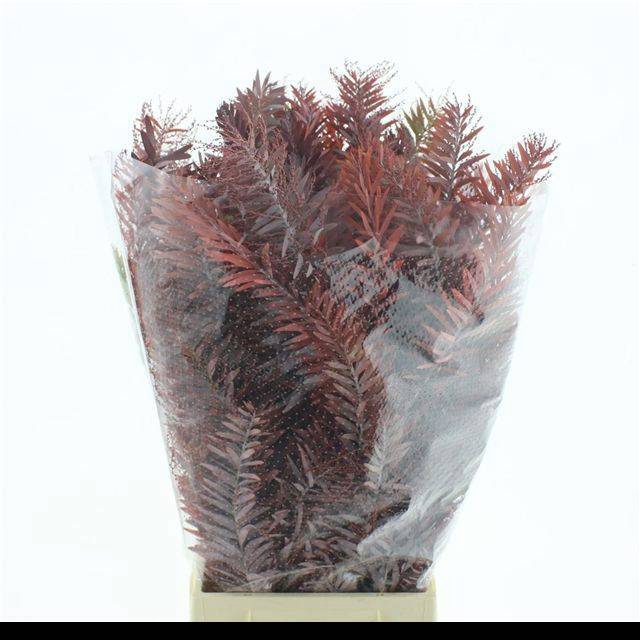 <h4>ACACIA BL CL LUNE BS</h4>