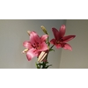 Lilium LA Pink 3+ buds
