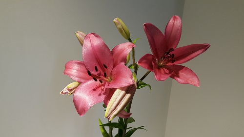 Lilium LA Pink 3+ buds