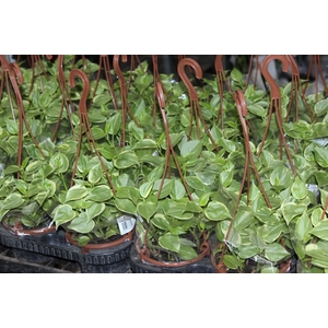 PEPEROMIA SCANDENS C13