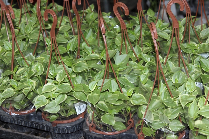 <h4>PEPEROMIA SCANDENS C13</h4>