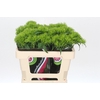 Dianthus Br Kiwi Mellow