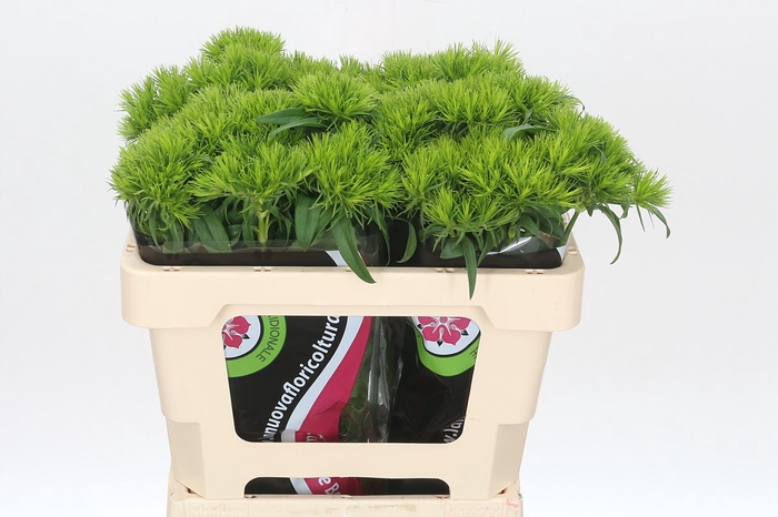 <h4>Dianthus Br Kiwi Mellow</h4>