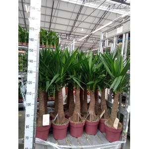 Yucca elephantipes   ...