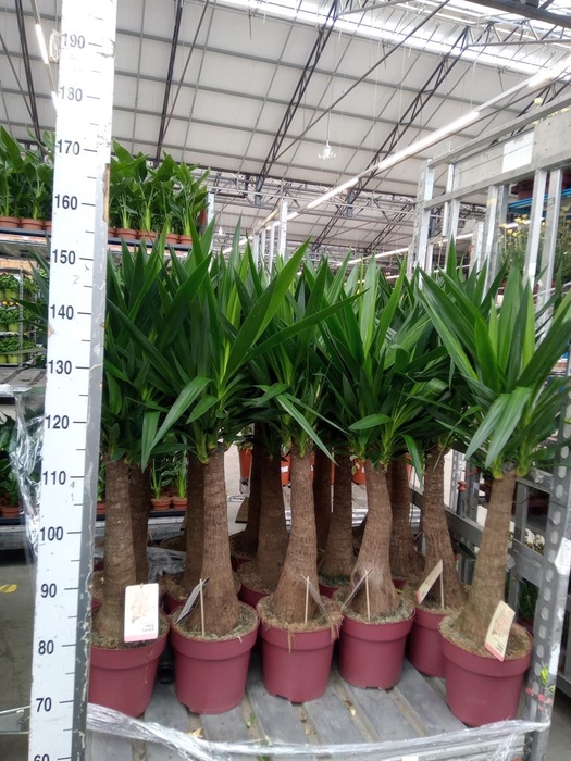 <h4>Yucca elephantipes   ...</h4>