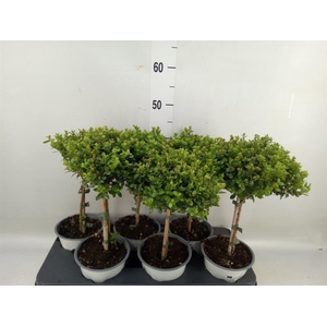 Myrsine africana