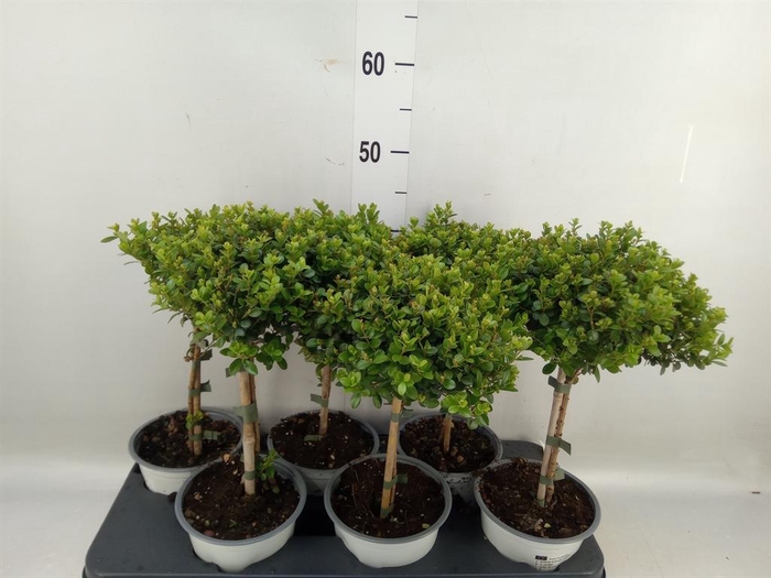 <h4>Myrsine africana</h4>